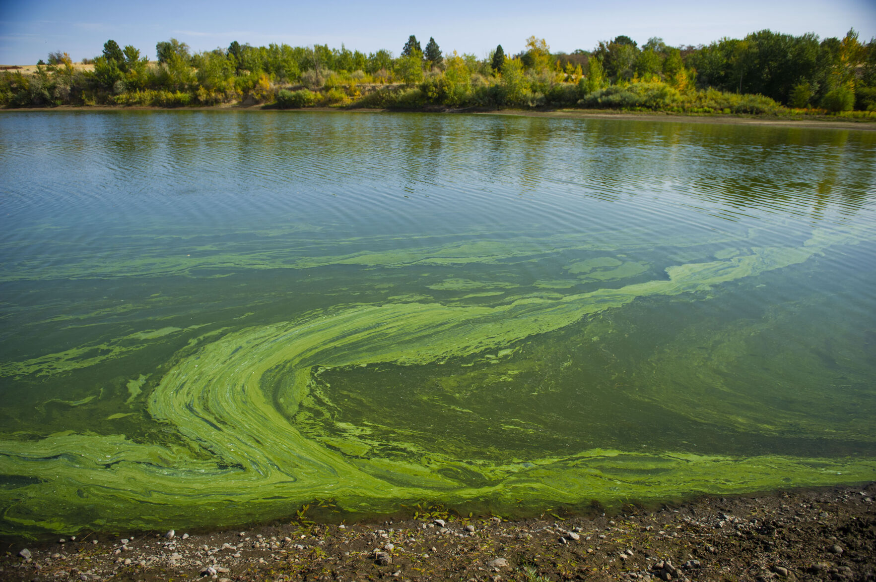 Blue-green Algae Bloom at Bennington Lake
